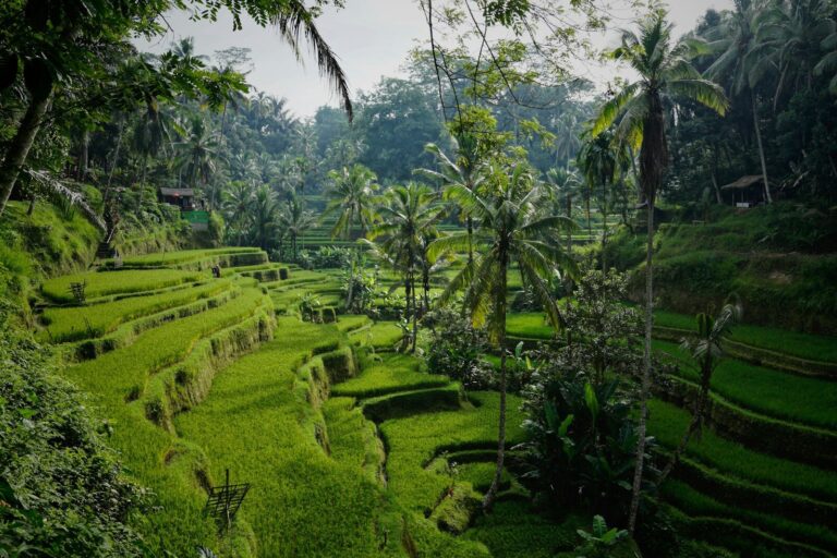 Ubud Travel Guide