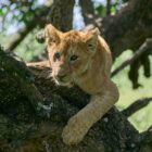 brown lioness on brown tree trunk during daytime