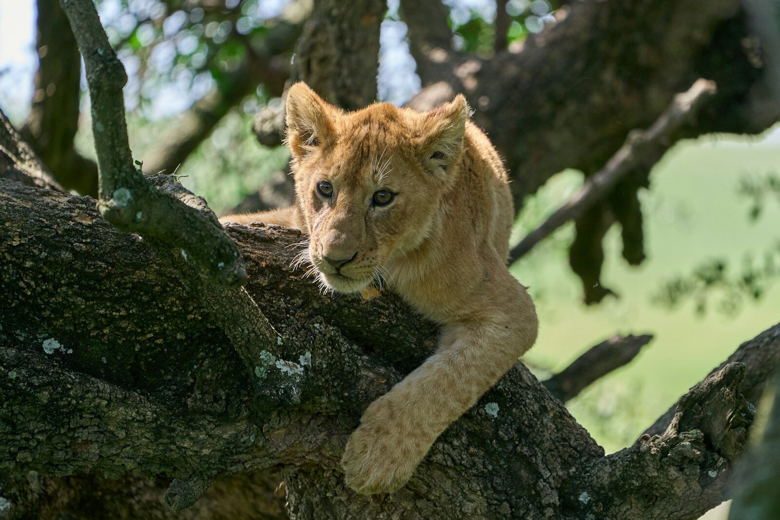 Tanzania&rsquo;s Wild Heart: Tarangire, Serengeti & Ngorongoro | 22 May 2027