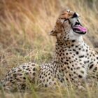 cheetah resting on grasses