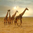 a group of giraffes walking in a field
