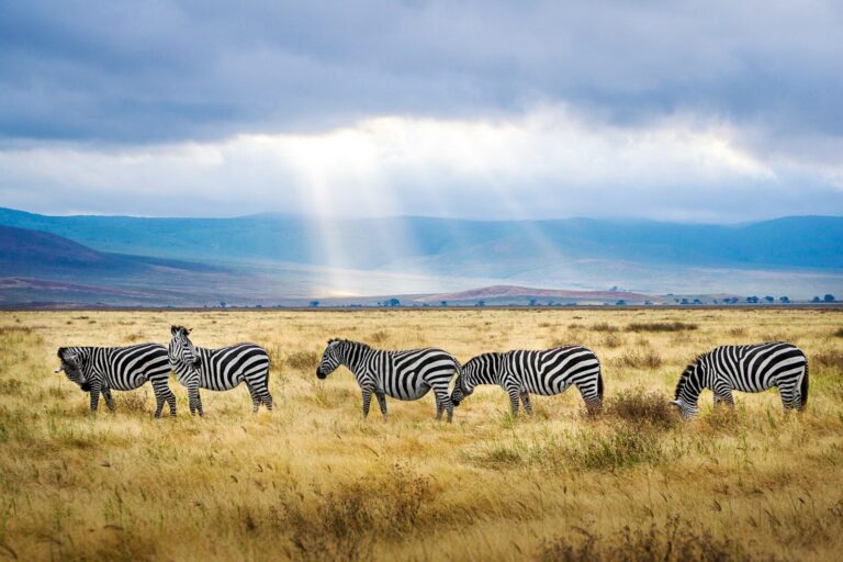 Ngorongoro Travel Guide