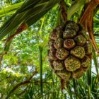 a bunch of pine cones hanging from a tree