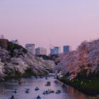 Cherry blossoms along the Chidorigafuchi moat in Tokyo, with the city skyline behind