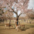 Sika deer gathered beneath a blossoming cherry tree in Nara Park