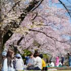 People picnicking beneath blooming cherry trees in a Tokyo park