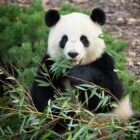 a panda bear sitting in the grass eating bamboo